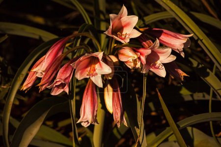 The Orange River lily, also known as the Vaal River lily, (Crinum bulbispermum) naturally occur on the floodplains of rivers in the highveld region of South Africa