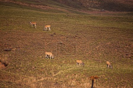 Holy animal to the San People, the Eland (Taurotragus oryx) grazes freely in the Drakensberg South Africa.