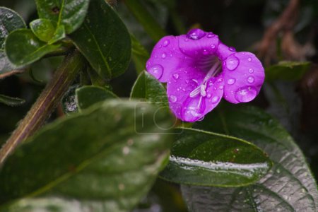 Mackro image if a sigle flower of the Bush Violet (Barleria obtusa) with raindrops