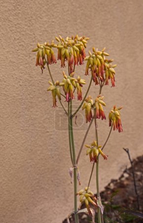 Coral Aloe (Aloe striata) is a hardy, smooth leaved aloe that is an excellent plant for dry gardens.