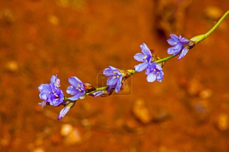 Leuchtend blaue Aristea-Blüten auf verschwommenem Hintergrund