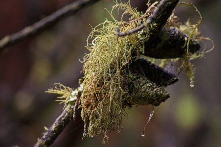Imagen macro de Barba de hombre viejo (Usnea lichen) en un pino en el bosque de Magoebaskloof