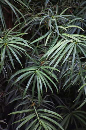 Close-up image of the leaves of Henkels Yellowwood (Podocarpus henkeli)