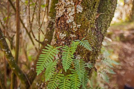 El Helecho de Resurrección (Pleopeltis polypodioides) trepa por un tronco de árbol en el Parque Nacional Real Natal, KwaZulu Natal Sudáfrica