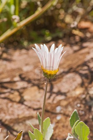 Daisy flower opening to the early morning sun. Walter Sisulu Botanical Garden Johannesburg South
