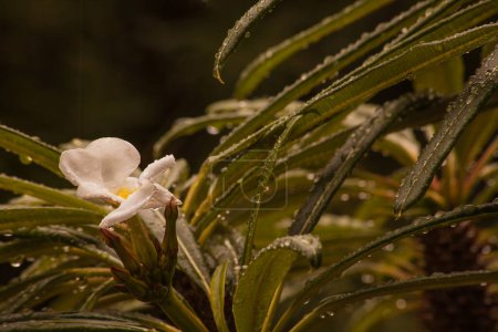 La palma de Madagascar (Pachypodium lamerei), no es una palma real, sino más bien una suculenta originaria de Madagascar. Es una planta en maceta ideal
.