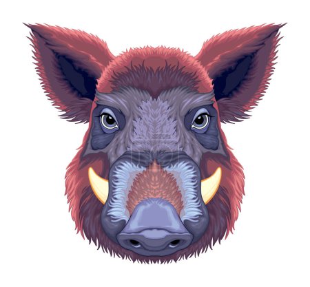 Ilustración de Vista frontal de jabalí, vector animal aislado - Imagen libre de derechos