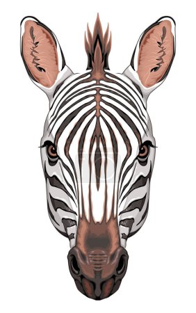 Ilustración de Cabeza de cebra, animal aislado vector - Imagen libre de derechos