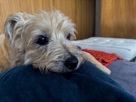 Téléchargez les photos : Les yeux intelligents d'un chien mignon, cherchant quelque chose. La race de chien est un Cairn Terrier. - en image libre de droit