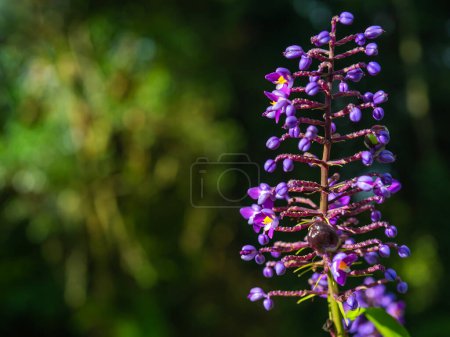 Frucht einer violetten Blume. Natur im Hintergrund. Lila afrikanische Blüten in einer Traube. 