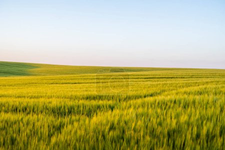 Photo for Landscape of green barley agricultural field. Green unripe cereals. The concept of agriculture, healthy eating, organic food - Royalty Free Image