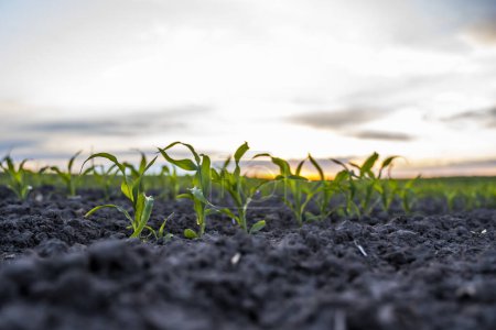 Foto de Brotes de maíz jóvenes que crecen en un suelo fértil. Plántulas de maíz en el campo agrícola con cielo azul. Agricultura, alimentación saludable, alimentos orgánicos, cultivo, maizal - Imagen libre de derechos