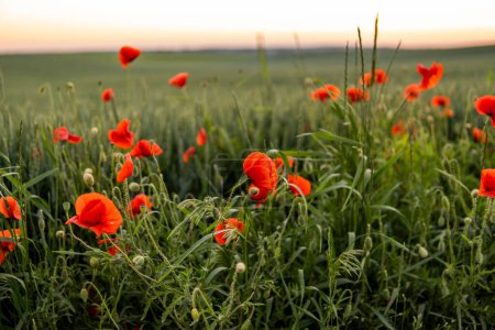 Photo for Wild red summer poppies in wheat field. Meadow of wheat and poppy. Nature composition - Royalty Free Image