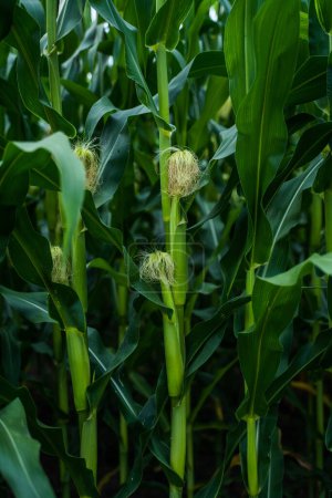 Foto de Mazorcas de maíz inmaduras que crecen en una plantación de maíz Campo de siembra de maíz o maizal. Tallos de maíz verde alto inmaduro con un maíz inmaduro. Agricultura - Imagen libre de derechos