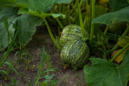 Foto de Fruta de calabaza inmadura que crece en el huerto, granja, campo agrícola - Imagen libre de derechos