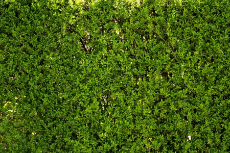 Photo for Bush in the garden, decorative plant, close-up texture of green leaves, evergreen shrub, natural pattern - Royalty Free Image