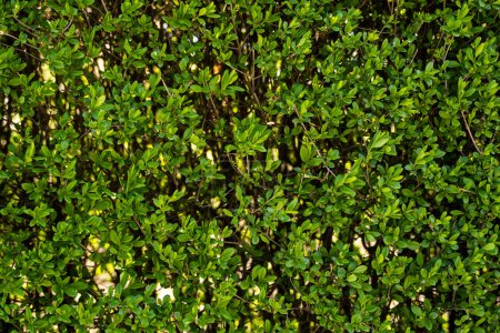 Photo for Green shrub hedge, fresh green leaves for texture background. Lush vegetation close-up, horizontal photo - Royalty Free Image