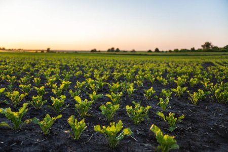 Téléchargez les photos : Paysage agricole de rangées droites de betteraves à sucre pousse sur le champ des agriculteurs au printemps. Agriculture biologique - en image libre de droit