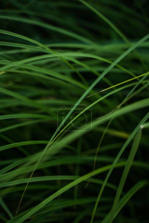 Téléchargez les photos : Texture d'herbe verte d'un champ. Herbe, fond herbacé, belle texture à base de plantes. Gros plan, focus sélectif - en image libre de droit