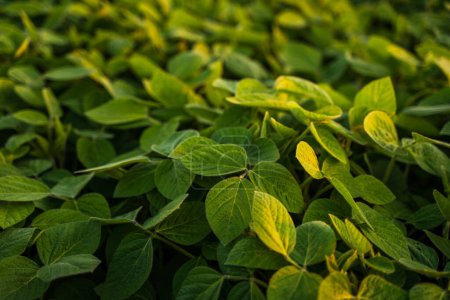 Téléchargez les photos : Fermer les feuilles de soja sur une plantation de soja. Culture de soja sur un champ. Concept d'écologie, monoculture, conservation, déforestation, agriculture - en image libre de droit