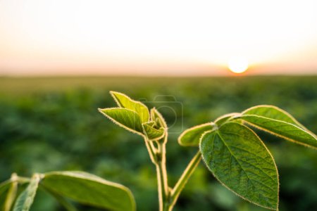 Téléchargez les photos : Feuilles vertes d'une jeune plante de soja vert sur fond de coucher de soleil. Plante agricole pendant la croissance active et la floraison dans le champ. Concentration sélective - en image libre de droit