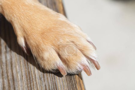 Téléchargez les photos : Gros plan de la patte de chien de couleur brun clair avec des clous parés sur un banc en bois. Animaux de compagnie, coupe et toilettage des ongles. - en image libre de droit