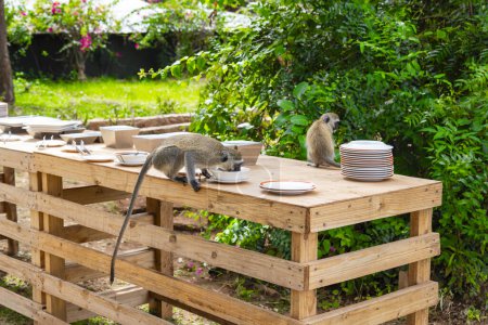 Téléchargez les photos : Les singes mangent des restes de nourriture sur les assiettes laissées sur les tables dans un hôtel - en image libre de droit