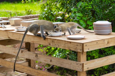 Téléchargez les photos : Les singes mangent des restes de nourriture sur les assiettes laissées sur les tables dans un hôtel - en image libre de droit