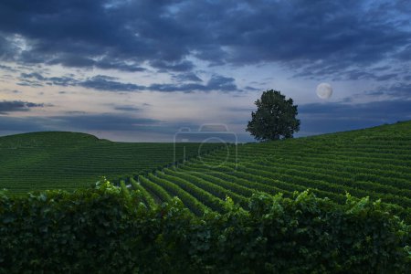 Téléchargez les photos : Paysage nocturne fantastique sur le vignoble avec pleine lune et ciel nuageux - en image libre de droit