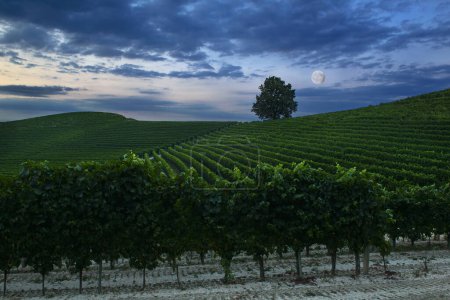 Téléchargez les photos : Paysage nocturne fantastique sur le vignoble avec pleine lune et ciel nuageux - en image libre de droit