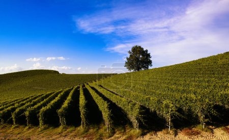 Téléchargez les photos : Paysage fantastique sur les vignobles des collines piémontaises des Langhe - en image libre de droit