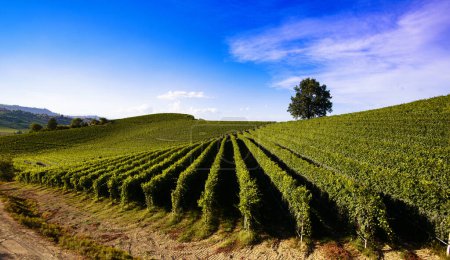 Téléchargez les photos : Paysage fantastique sur les vignobles des collines piémontaises des Langhe - en image libre de droit