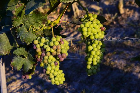 Téléchargez les photos : Des grappes fantastiques de raisins non mûrs dans un vignoble - en image libre de droit