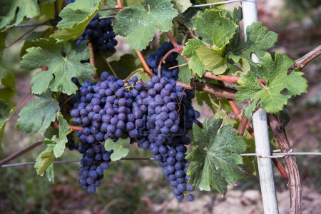 Téléchargez les photos : Fantastiques grappes de raisins près de la récolte - en image libre de droit