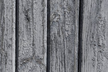 Photo for Wooden wall with white paint is severely weathered and peeling - Royalty Free Image