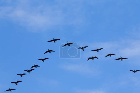 Gruppe von Zuggänsen fliegt am blauen Himmel
