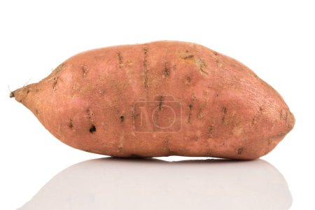 Photo for Sweet potato batata on the white background isolated - Royalty Free Image