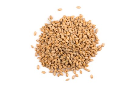 Photo for Spelt grain dinkel wheat isolated on white background - Royalty Free Image