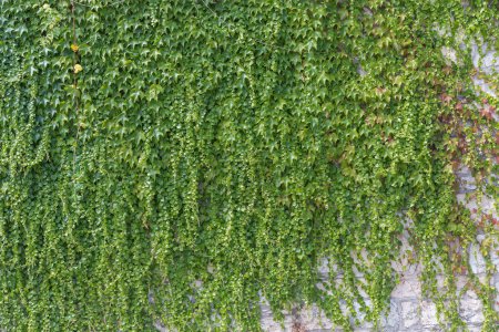 Photo for Ivy leaves on the wall background for wallpaper - Royalty Free Image