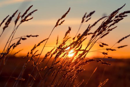 Grass at sunset with strong wind and sun at background