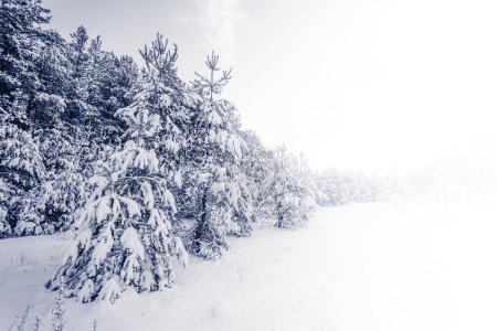 Téléchargez les photos : Forêt brumeuse d'épinettes recouverte de neige dans le paysage hivernal - en image libre de droit