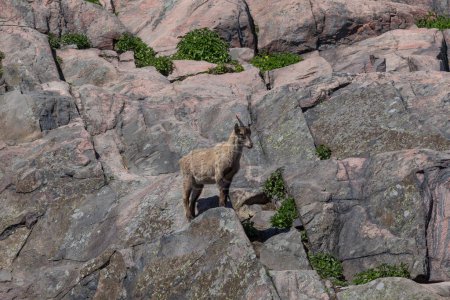 Téléchargez les photos : Une chèvre de montagne sur le flanc d'une colline à Korkeasaari, zoo d'Helsinki - en image libre de droit