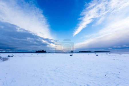 Foto de Campo de cultivo bajo la nieve - naturaleza rural paisaje de invierno - Imagen libre de derechos