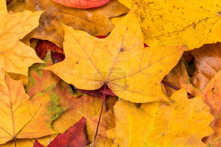 Foto de Hermosa textura de fondo de hojas de otoño amarillo y rojo - Imagen libre de derechos