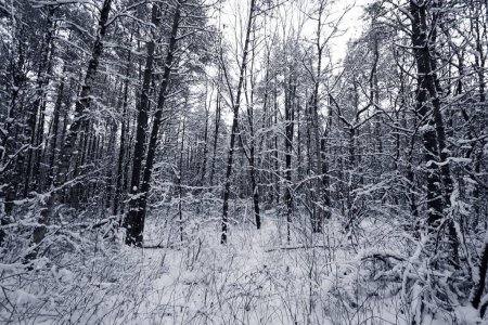 Foto de Bosque nublado de abeto cubierto de nieve en paisaje de invierno - Imagen libre de derechos