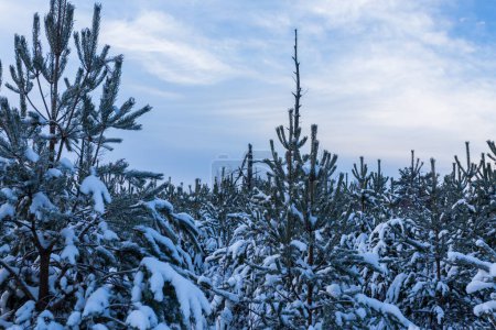 Foto de Bosque de abeto cubierto de nieve en paisaje invernal - Imagen libre de derechos