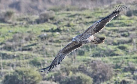 Foto de Águila Imperial (Aquila heliaca), Creta - Imagen libre de derechos