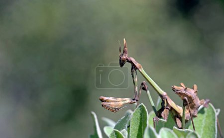 Photo for Fasciated Conehead Mantid (Empusa fasciata) is a species of praying mantis in the genus Empusa in the order Mantodea, Greece - Royalty Free Image