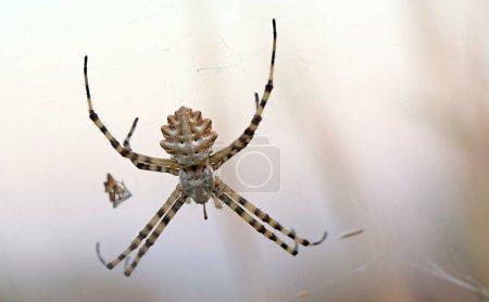 Téléchargez les photos : Spider Argiope lobata, Crète - en image libre de droit