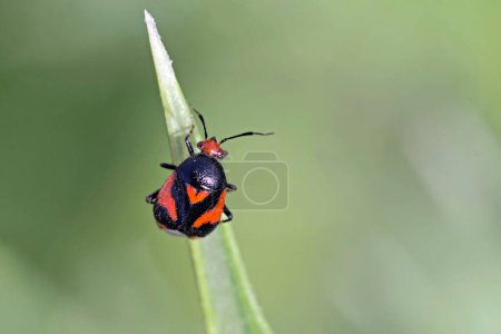 Téléchargez les photos : Deraeocoris schach est une espèce d'insectes nuisibles de la famille des Miridae. - en image libre de droit